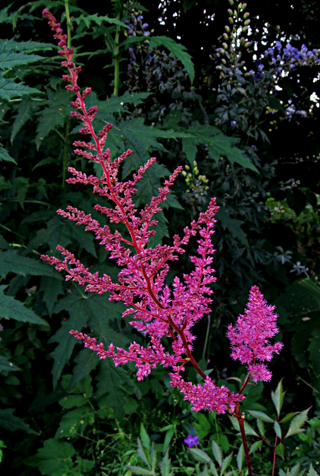 Image of Astilbe chinensis specimen.