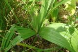 Veratrum nigrum