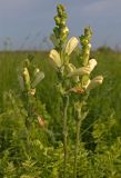 Pedicularis sceptrum-carolinum. Верхушки побегов с соцветиями. Амурская обл., Хинганский заповедник, Антоновское лесничество, осоковое болото. 20.06.2012.