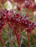 Rhodiola coccinea. Соплодие. Казахстан, Заилийский Алатау, Каргалинское ущелье. 31 июля 2012 г.