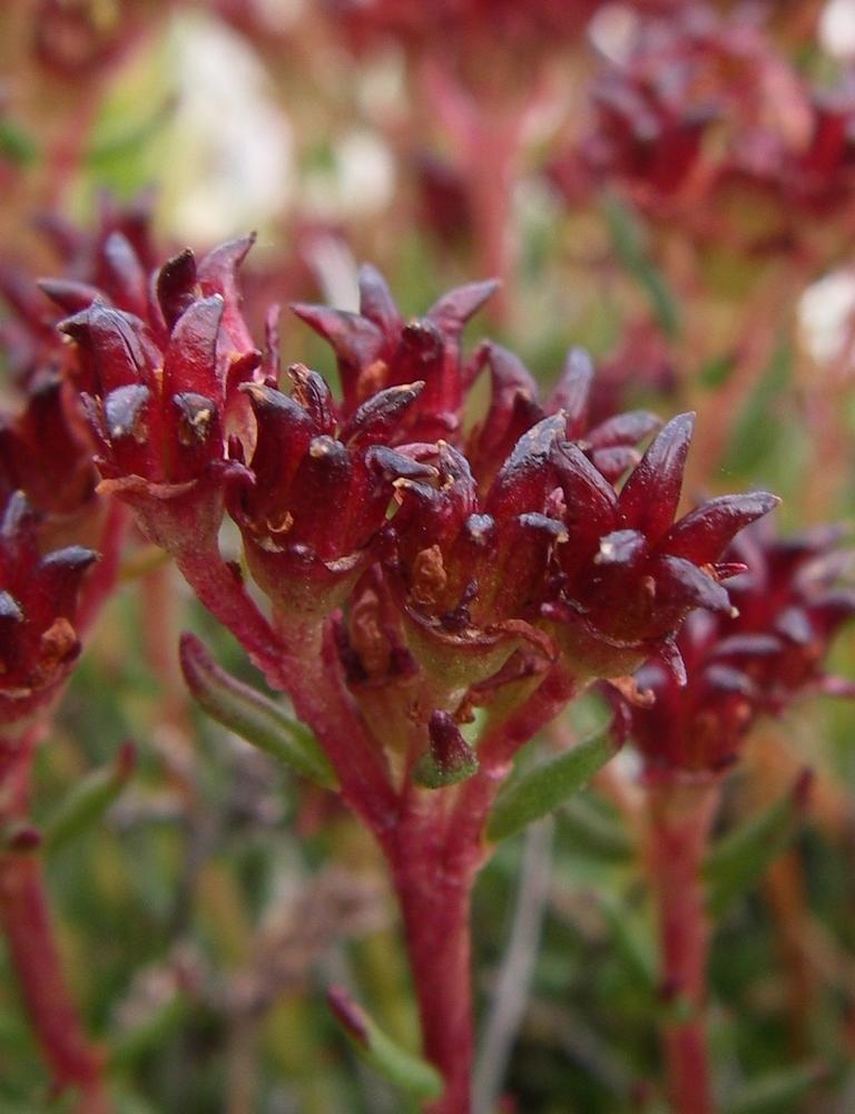 Изображение особи Rhodiola coccinea.