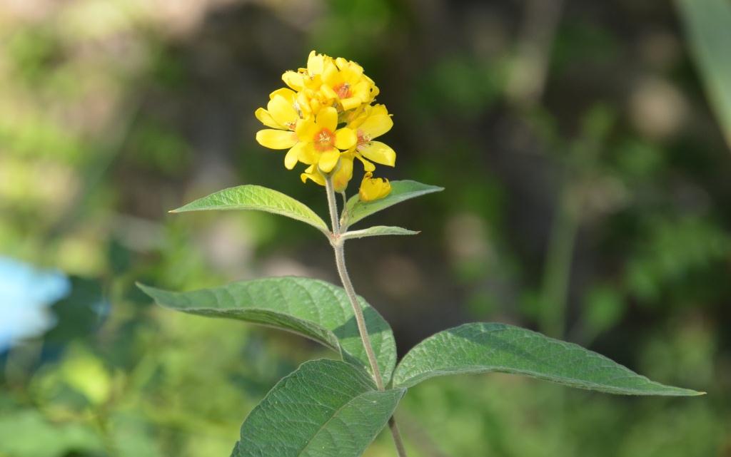 Изображение особи Lysimachia vulgaris.