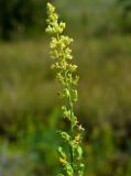 Reseda lutea