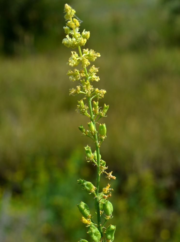 Image of Reseda lutea specimen.