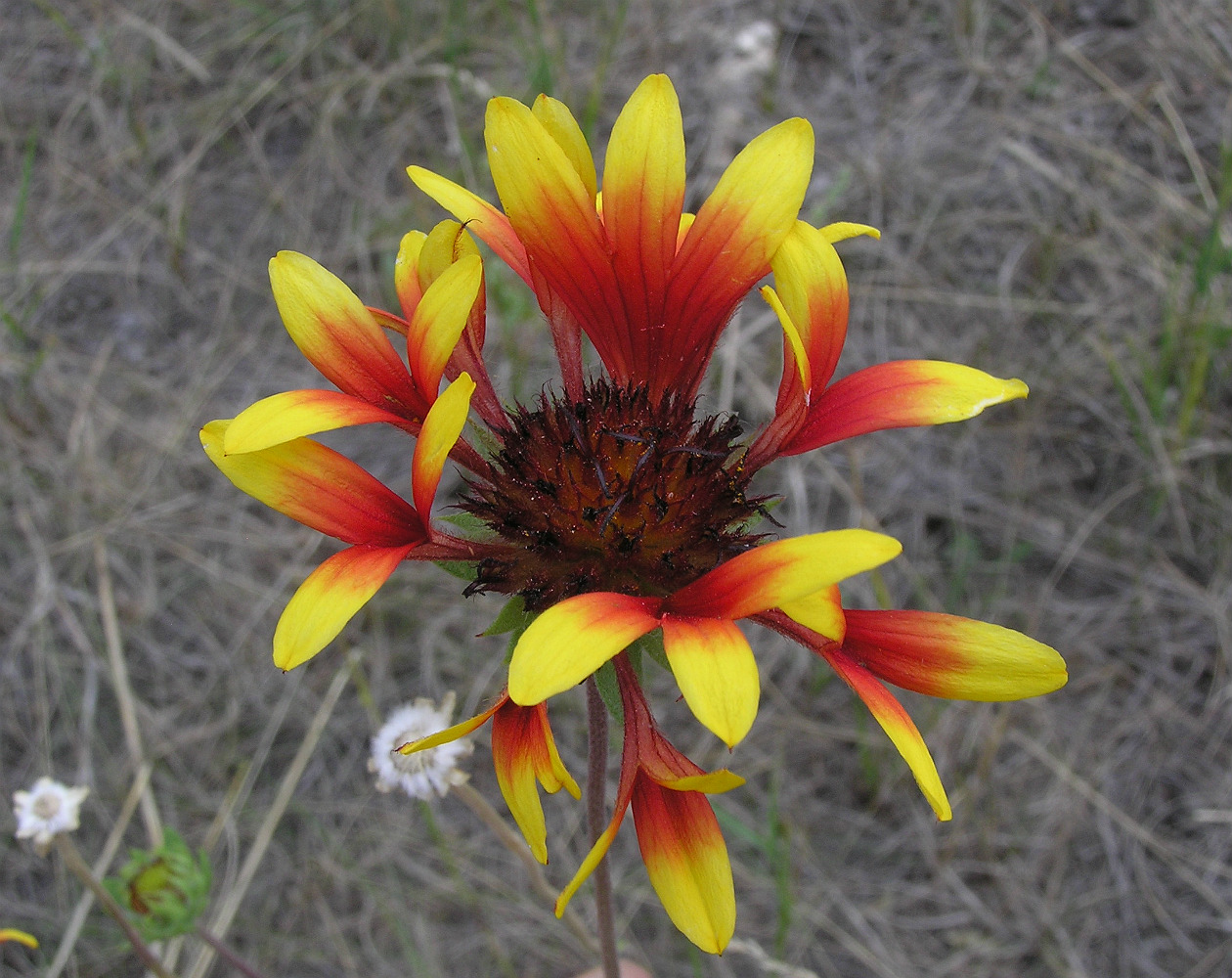 Изображение особи Gaillardia &times; grandiflora.