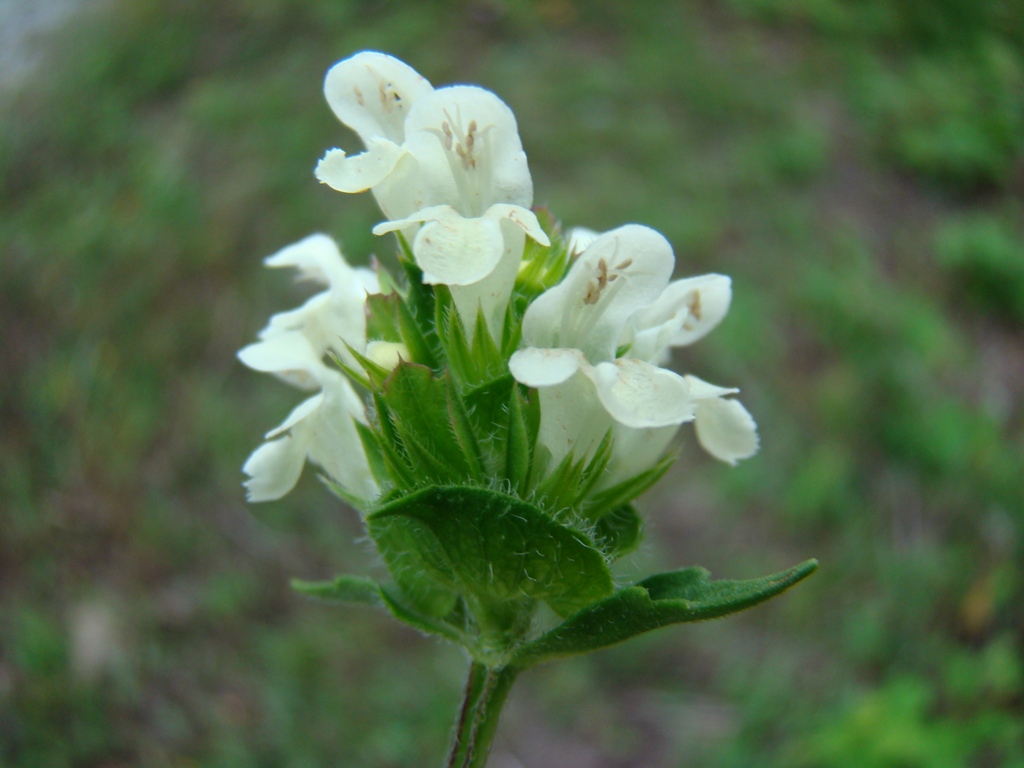 Image of Prunella laciniata specimen.