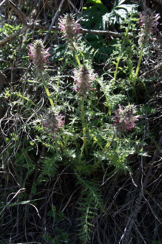 Изображение особи Pedicularis olgae.