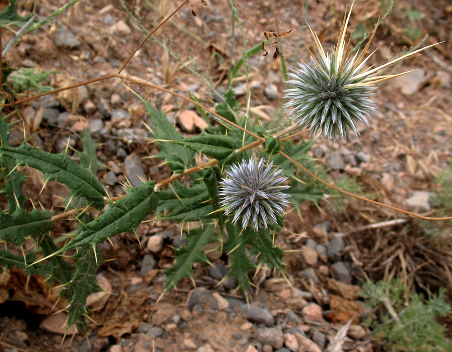 Изображение особи Echinops praetermissus.