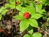 Chamaepericlymenum canadense