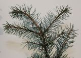 Picea omorika. Верхняя часть ветки (обратная сторона). Германия, г. Кемпен, в культуре. 16.11.2012.
