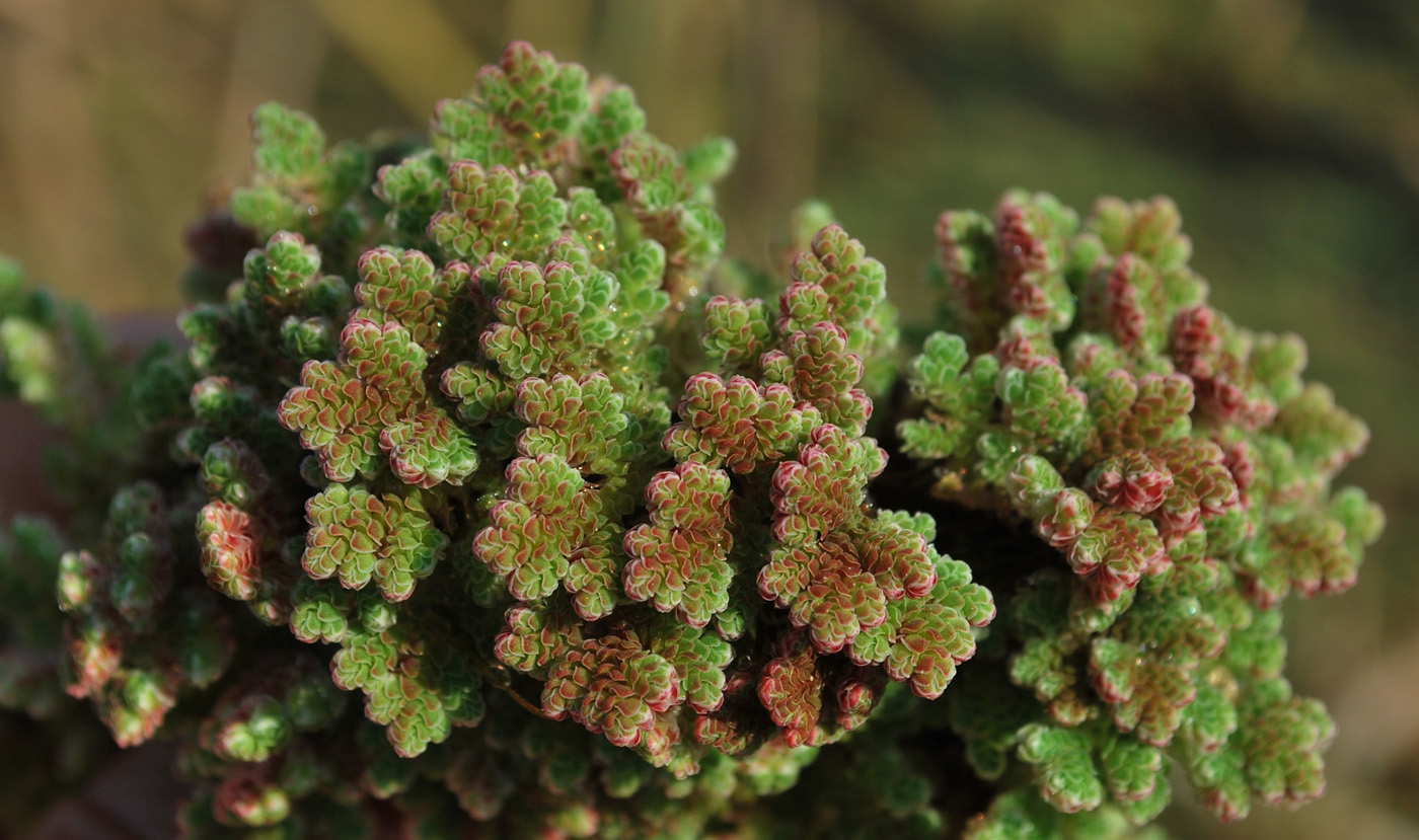 Image of Azolla filiculoides specimen.