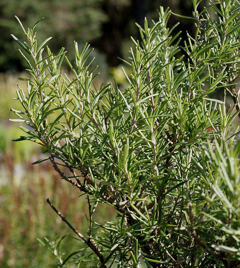 Image of Rosmarinus officinalis specimen.
