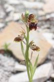 Ophrys mammosa подвид caucasica. Соцветие (длина - 10 см). Краснодарский край, Анапский р-н, окр. с. Варваровка, приморский каменистый склон ЮЗ экспозиции. 2 мая 2012 г.