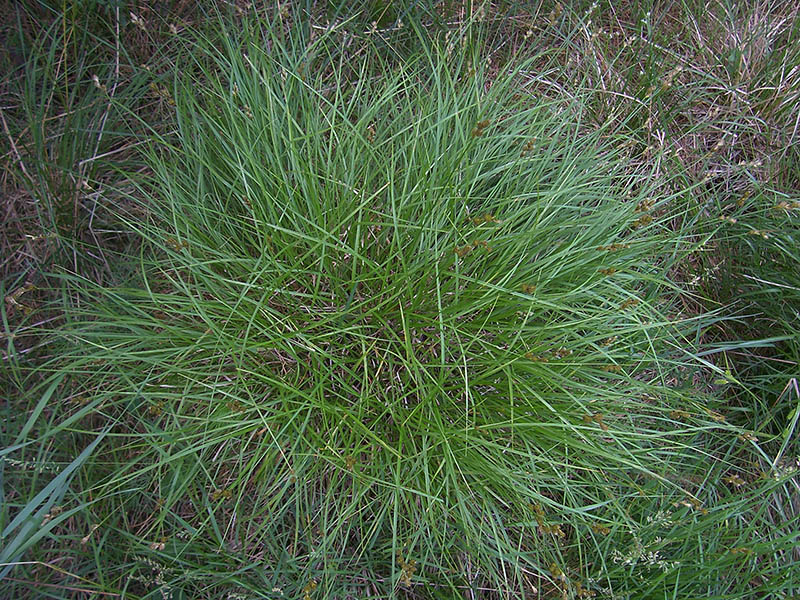 Image of Carex leporina specimen.