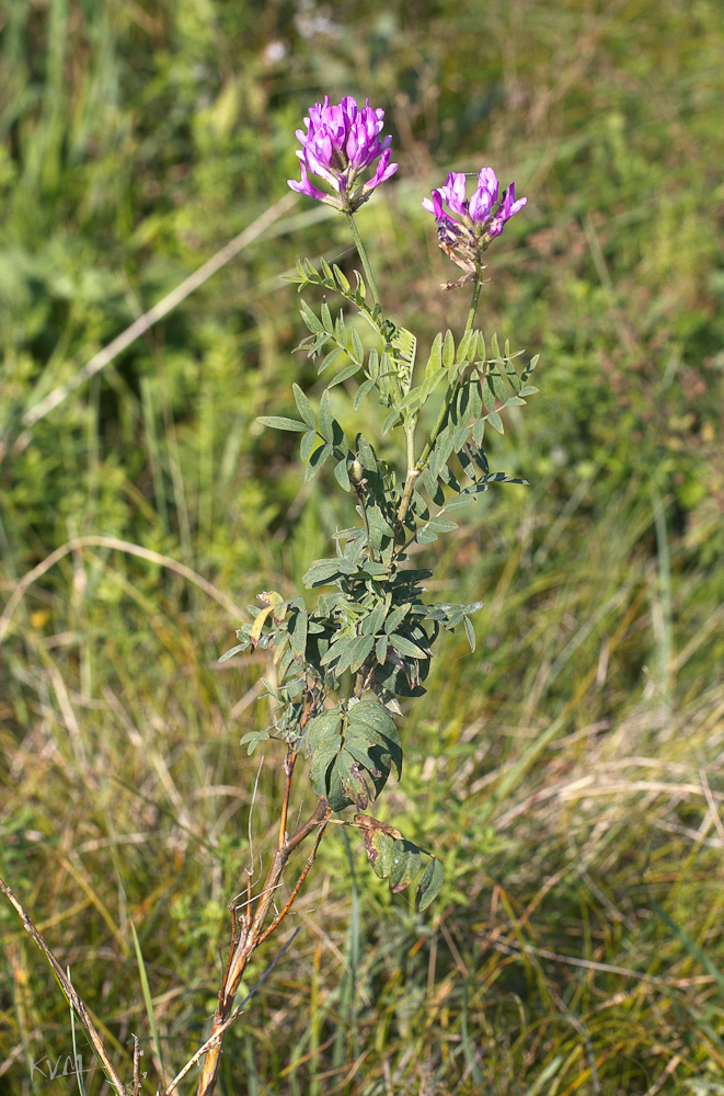 Изображение особи Astragalus austroaltaicus.