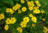 Coreopsis grandiflora