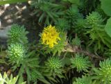 Sedum forsterianum