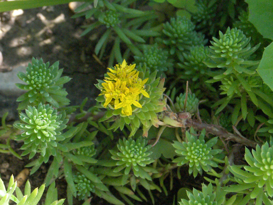 Image of Sedum forsterianum specimen.