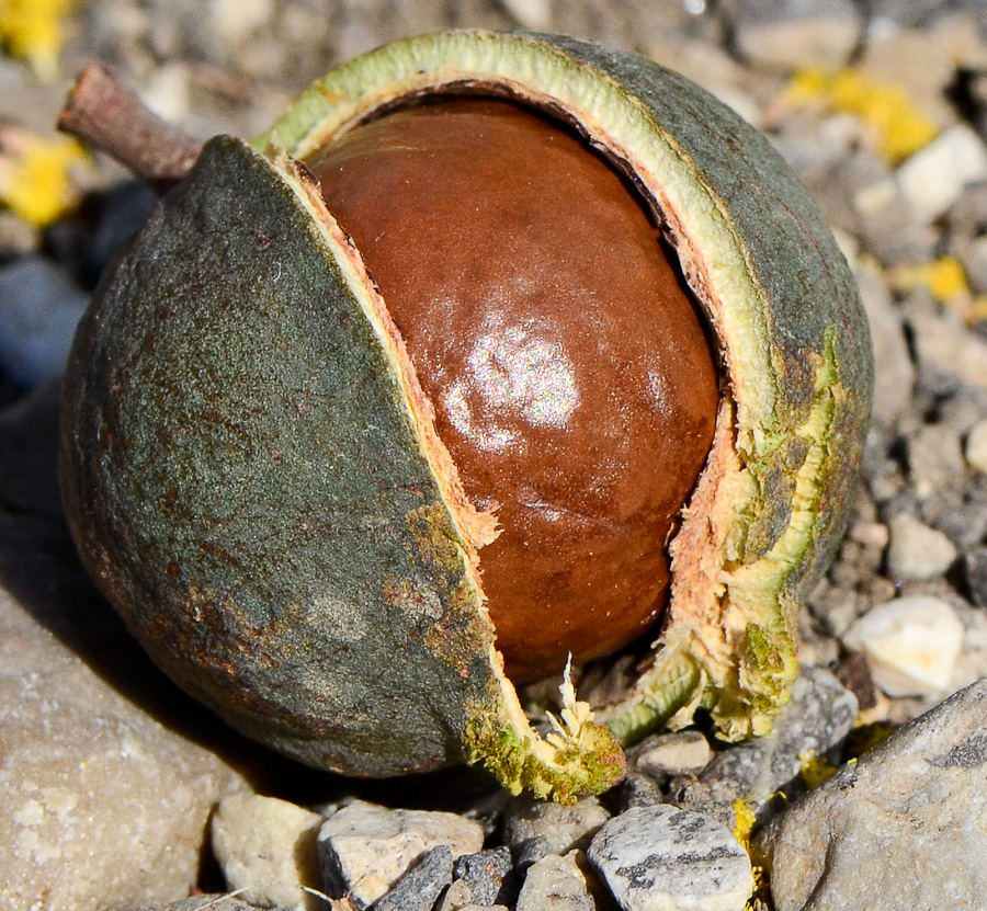 Изображение особи Macadamia tetraphylla.