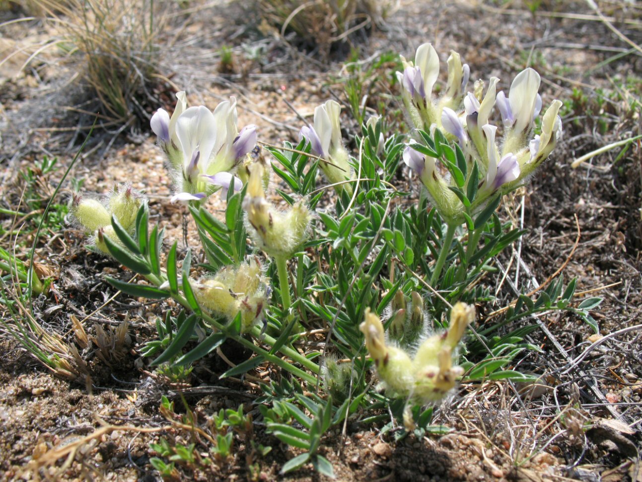 Image of Oxytropis peschkovae specimen.