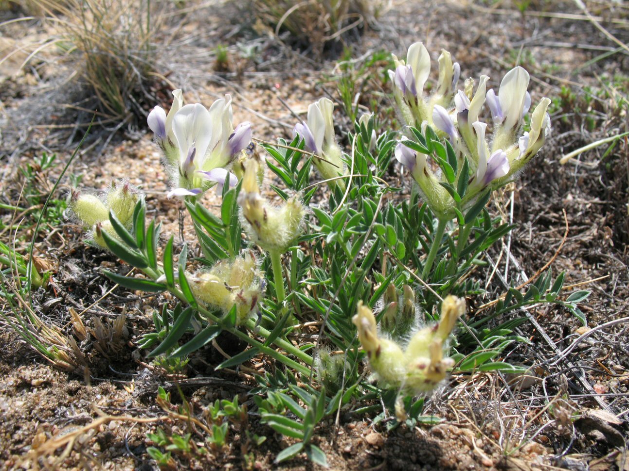 Изображение особи Oxytropis peschkovae.