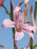 Delphinium camptocarpum. Цветок. Узбекистан, Бухарская обл., окр. г. Караулбазар. 13.05.2009.