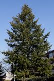 Pseudotsuga menziesii. Крона взрослого дерева. Германия, г. Кемпен, во дворе многоквартирного дома. 05.03.2013.