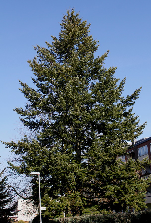 Изображение особи Pseudotsuga menziesii.