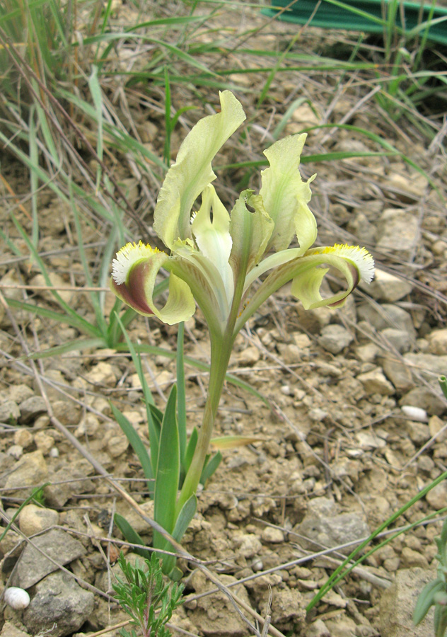 Изображение особи Iris pumila.