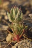 Ceratocephala incurva
