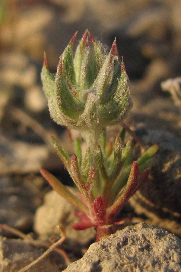 Image of Ceratocephala incurva specimen.
