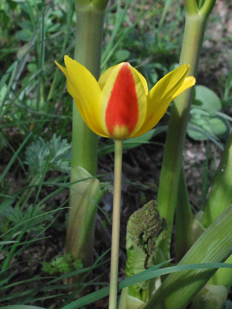 Image of Tulipa tschimganica specimen.