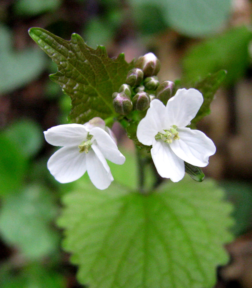 Image of Alliaria petiolata specimen.