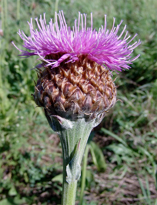 Изображение особи Stemmacantha serratuloides.