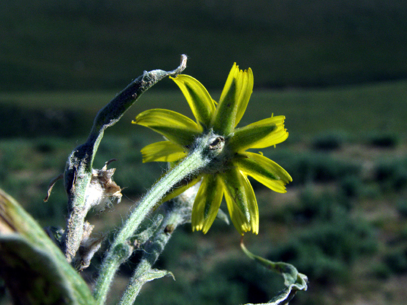 Image of Scorzonera circumflexa specimen.