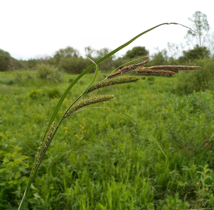 Image of Carex acuta specimen.