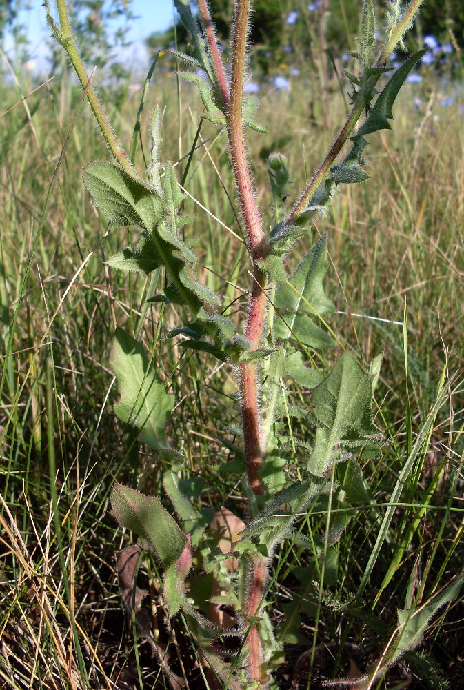 Image of Crepis rhoeadifolia specimen.