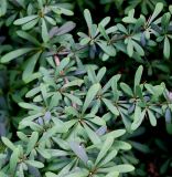 Berberis wilsonii