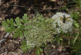 Apiaceae