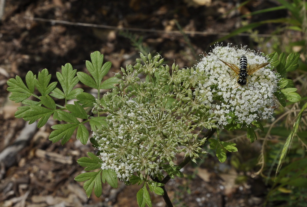 Изображение особи семейство Apiaceae.
