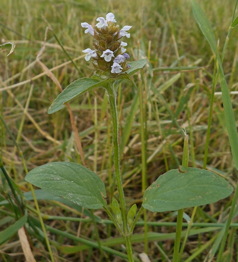 Изображение особи Prunella vulgaris.
