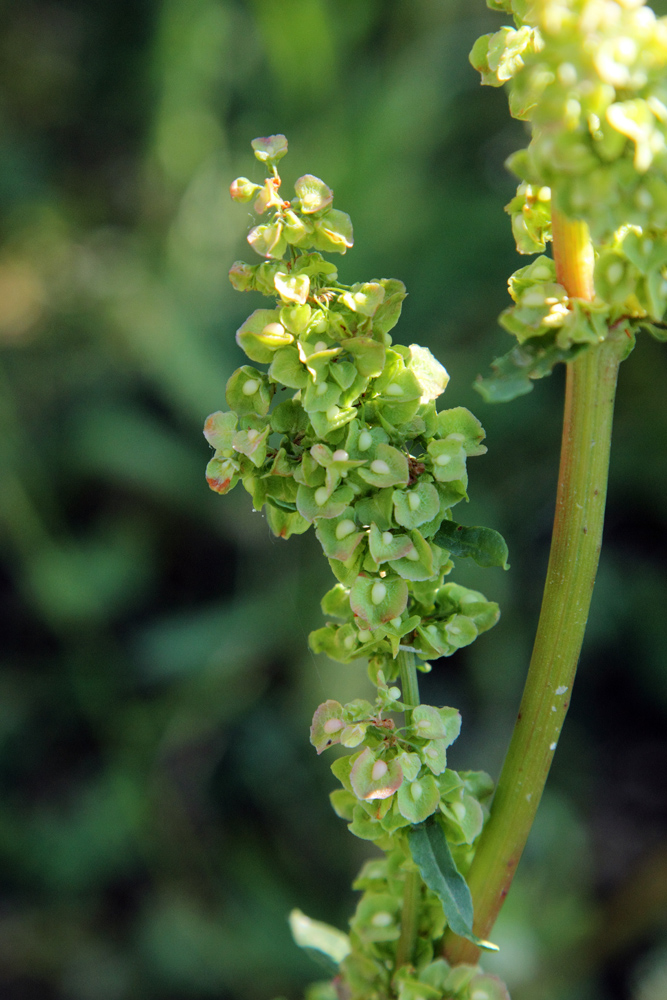 Изображение особи Rumex crispus.