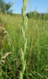 Elytrigia trichophora. Часть соцветия в бутонах. Крым, Долгоруковская яйла, луговая степь. 5 июля 2013 г.