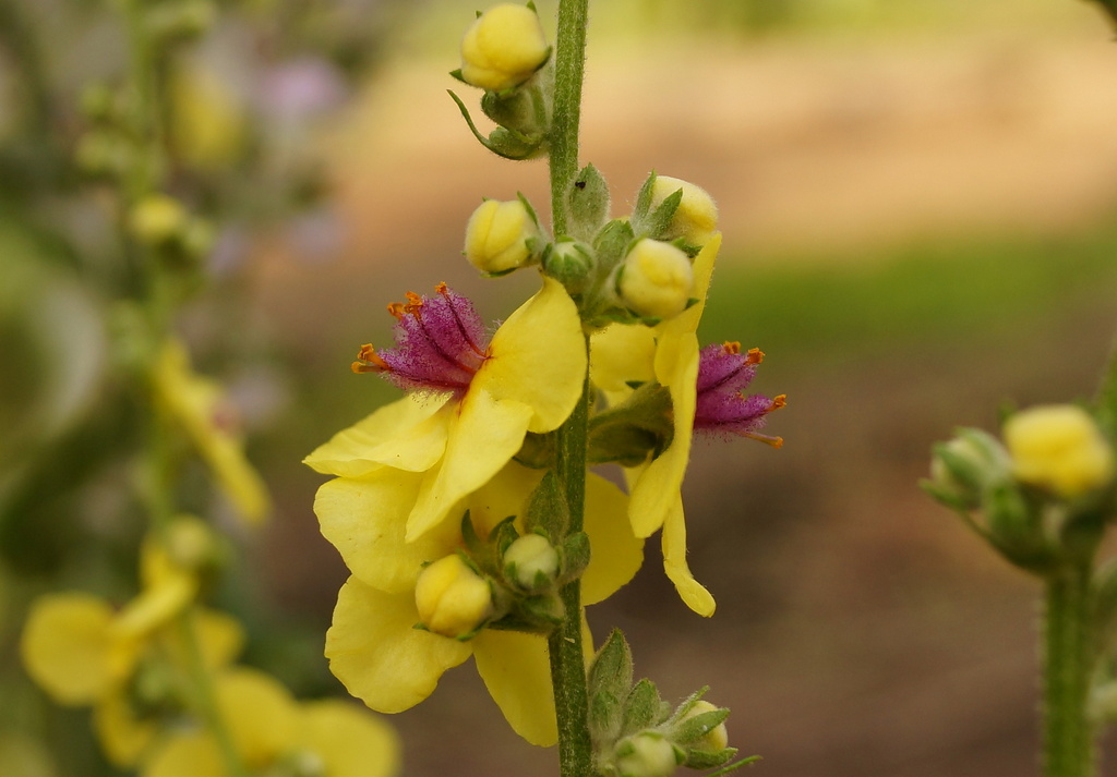 Image of Verbascum marschallianum specimen.