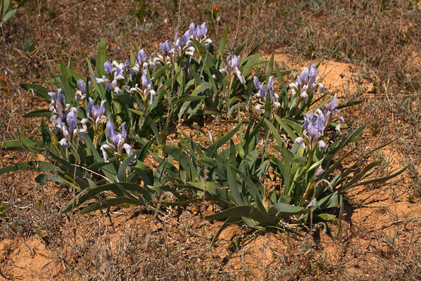 Изображение особи Iris scariosa.