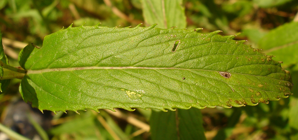 Изображение особи Mentha spicata.