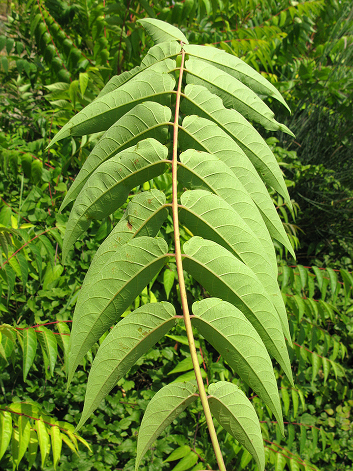 Изображение особи Ailanthus altissima.