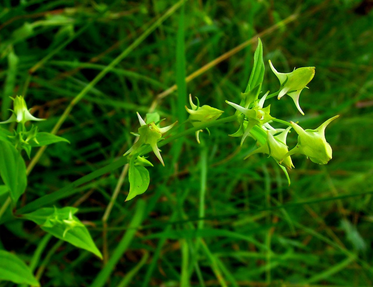 Изображение особи Halenia corniculata.