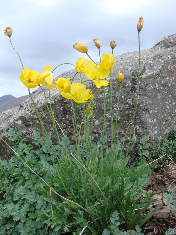 Image of Papaver croceum specimen.