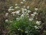 Allium ramosum